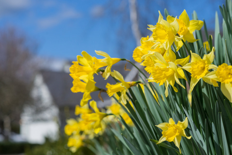 Yellow-daffodils