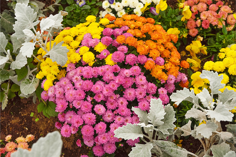 Beautiful-colorful-chrysanthemum-flowers-gardening-plants.